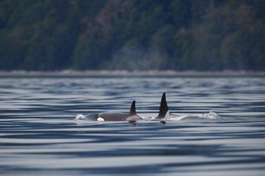 Orcas, Victoria, Vancouver Island